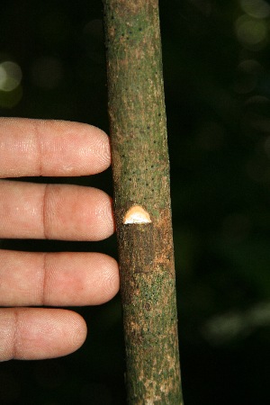 ( - BioBot10046)  @11 [ ] Copyright (2010) Unspecified Unspecified