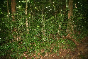  ( - BioBot10047)  @11 [ ] Copyright (2010) Unspecified Unspecified