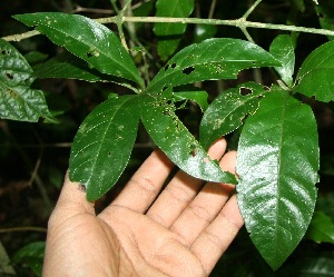  ( - BioBot10047)  @11 [ ] Copyright (2010) Unspecified Unspecified