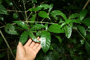  ( - BioBot10047)  @11 [ ] Copyright (2010) Unspecified Unspecified