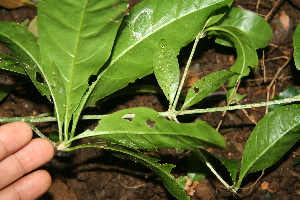  ( - BioBot10047)  @11 [ ] Copyright (2010) Unspecified Unspecified