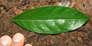  ( - BioBot10047)  @11 [ ] Copyright (2010) Unspecified Unspecified