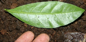  ( - BioBot10047)  @11 [ ] Copyright (2010) Unspecified Unspecified