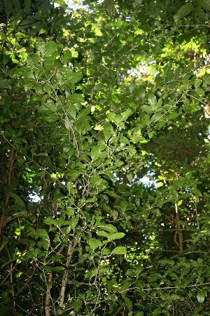  ( - BioBot10048)  @11 [ ] Copyright (2010) Unspecified Unspecified