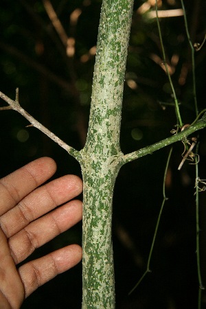  ( - BioBot10048)  @11 [ ] Copyright (2010) Unspecified Unspecified