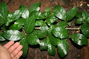  ( - BioBot10048)  @11 [ ] Copyright (2010) Unspecified Unspecified