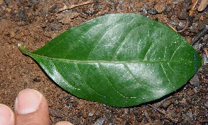  ( - BioBot10048)  @11 [ ] Copyright (2010) Unspecified Unspecified