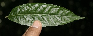  (Solanum schlechtendalianum - BioBot10065)  @11 [ ] Copyright (2010) Unspecified Unspecified