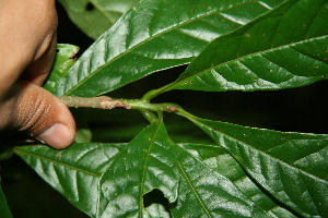  (Meliosma glabrata - BioBot10082)  @11 [ ] CreativeCommons - Attribution Non-Commercial Share-Alike (2010) Daniel H. Janzen Guanacaste Dry Forest Conservation Fund