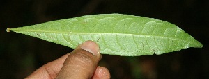  (Amphitecna latifolia - BioBot10087)  @11 [ ] Copyright (2010) Unspecified Unspecified