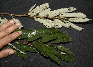  ( - BioBot10099)  @11 [ ] Copyright (2010) Unspecified Unspecified
