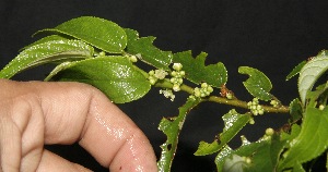  ( - BioBot10099)  @11 [ ] Copyright (2010) Unspecified Unspecified