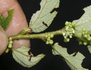  ( - BioBot10099)  @11 [ ] Copyright (2010) Unspecified Unspecified