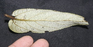  ( - BioBot10099)  @11 [ ] Copyright (2010) Unspecified Unspecified