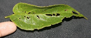  ( - BioBot10100)  @11 [ ] Copyright (2010) Unspecified Unspecified