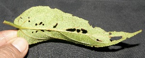  ( - BioBot10100)  @11 [ ] Copyright (2010) Unspecified Unspecified