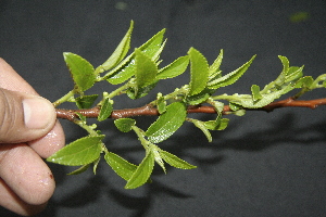  ( - BioBot10101)  @11 [ ] Copyright (2010) Unspecified Unspecified