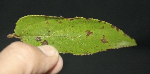  ( - BioBot10101)  @11 [ ] Copyright (2010) Unspecified Unspecified