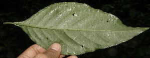  ( - BioBot10121)  @11 [ ] Copyright (2010) Unspecified Unspecified