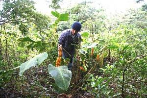  (Calathea crotalifera - BioBot10141)  @11 [ ] Copyright (2010) Unspecified Unspecified