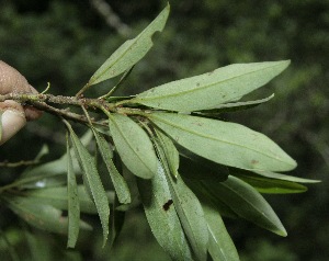  ( - BioBot10144)  @11 [ ] Copyright (2010) Unspecified Unspecified
