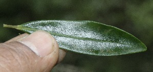  ( - BioBot10144)  @11 [ ] Copyright (2010) Unspecified Unspecified
