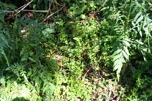  ( - BioBot10162)  @11 [ ] CreativeCommons - Attribution Non-Commercial Share-Alike (2011) Daniel H. Janzen Guanacaste Dry Forest Conservation Fund