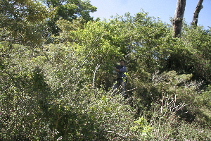  ( - BioBot10171)  @11 [ ] CreativeCommons - Attribution Non-Commercial Share-Alike (2011) Daniel H. Janzen Guanacaste Dry Forest Conservation Fund
