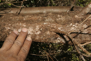  ( - BioBot10171)  @11 [ ] CreativeCommons - Attribution Non-Commercial Share-Alike (2011) Daniel H. Janzen Guanacaste Dry Forest Conservation Fund