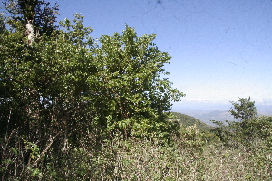  ( - BioBot10172)  @11 [ ] CreativeCommons - Attribution Non-Commercial Share-Alike (2011) Daniel H. Janzen Guanacaste Dry Forest Conservation Fund
