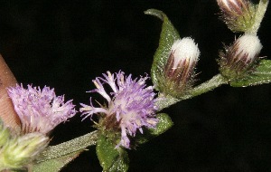  (Vernonia salzmannii - BioBot10179)  @11 [ ] CreativeCommons - Attribution Non-Commercial Share-Alike (2011) Daniel H. Janzen Guanacaste Dry Forest Conservation Fund