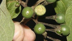  (Solanum rudepannum - BioBot10187)  @11 [ ] CreativeCommons - Attribution Non-Commercial Share-Alike (2011) Daniel H. Janzen Guanacaste Dry Forest Conservation Fund