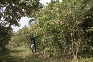  ( - BioBot10193)  @11 [ ] CreativeCommons - Attribution Non-Commercial Share-Alike (2011) Daniel H. Janzen Guanacaste Dry Forest Conservation Fund