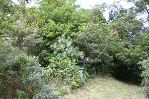  ( - BioBot10194)  @11 [ ] CreativeCommons - Attribution Non-Commercial Share-Alike (2011) Daniel H. Janzen Guanacaste Dry Forest Conservation Fund