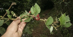  (Rubus urticifolius - BioBot10205)  @11 [ ] CreativeCommons - Attribution Non-Commercial Share-Alike (2011) Daniel H. Janzen Guanacaste Dry Forest Conservation Fund