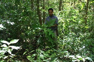  ( - BioBot10209)  @11 [ ] CreativeCommons - Attribution Non-Commercial Share-Alike (2011) Daniel H. Janzen Guanacaste Dry Forest Conservation Fund