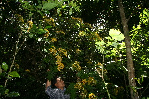  ( - BioBot10210)  @11 [ ] CreativeCommons - Attribution Non-Commercial Share-Alike (2011) Daniel H. Janzen Guanacaste Dry Forest Conservation Fund