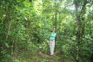  (Faramea multiflora - BioBot10221)  @11 [ ] CreativeCommons - Attribution Non-Commercial Share-Alike (2011) Daniel H. Janzen Guanacaste Dry Forest Conservation Fund