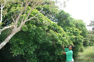 ( - BioBot10238)  @11 [ ] CreativeCommons - Attribution Non-Commercial Share-Alike (2011) Daniel H. Janzen Guanacaste Dry Forest Conservation Fund