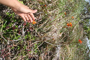  ( - BioBot10243)  @11 [ ] CreativeCommons - Attribution Non-Commercial Share-Alike (2011) Daniel H. Janzen Guanacaste Dry Forest Conservation Fund