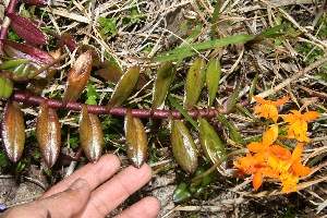  ( - BioBot10243)  @11 [ ] CreativeCommons - Attribution Non-Commercial Share-Alike (2011) Daniel H. Janzen Guanacaste Dry Forest Conservation Fund