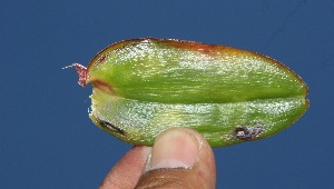  ( - BioBot10243)  @11 [ ] CreativeCommons - Attribution Non-Commercial Share-Alike (2011) Daniel H. Janzen Guanacaste Dry Forest Conservation Fund