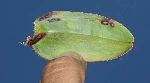  ( - BioBot10243)  @11 [ ] CreativeCommons - Attribution Non-Commercial Share-Alike (2011) Daniel H. Janzen Guanacaste Dry Forest Conservation Fund