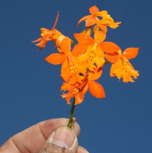  ( - BioBot10243)  @11 [ ] CreativeCommons - Attribution Non-Commercial Share-Alike (2011) Daniel H. Janzen Guanacaste Dry Forest Conservation Fund