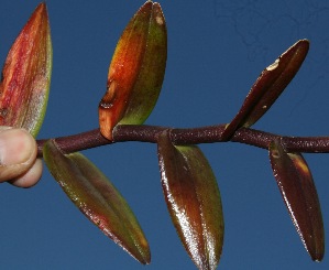  ( - BioBot10245)  @11 [ ] CreativeCommons - Attribution Non-Commercial Share-Alike (2011) Daniel H. Janzen Guanacaste Dry Forest Conservation Fund