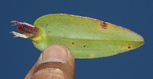  ( - BioBot10245)  @11 [ ] CreativeCommons - Attribution Non-Commercial Share-Alike (2011) Daniel H. Janzen Guanacaste Dry Forest Conservation Fund