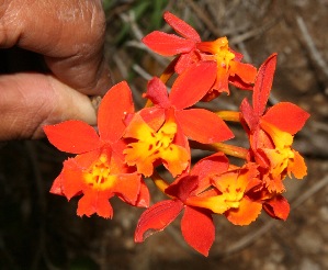  ( - BioBot10245)  @11 [ ] CreativeCommons - Attribution Non-Commercial Share-Alike (2011) Daniel H. Janzen Guanacaste Dry Forest Conservation Fund