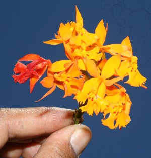  ( - BioBot10245)  @11 [ ] CreativeCommons - Attribution Non-Commercial Share-Alike (2011) Daniel H. Janzen Guanacaste Dry Forest Conservation Fund