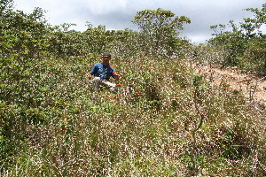  ( - BioBot10248)  @11 [ ] CreativeCommons - Attribution Non-Commercial Share-Alike (2011) Daniel H. Janzen Guanacaste Dry Forest Conservation Fund