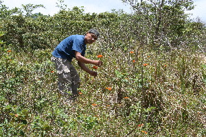  ( - BioBot10248)  @11 [ ] CreativeCommons - Attribution Non-Commercial Share-Alike (2011) Daniel H. Janzen Guanacaste Dry Forest Conservation Fund